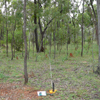 Line Transects